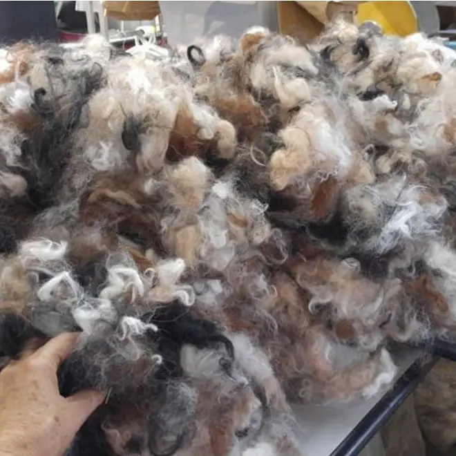 Fibre 100% alpaga en nuage écharpillée (picked)